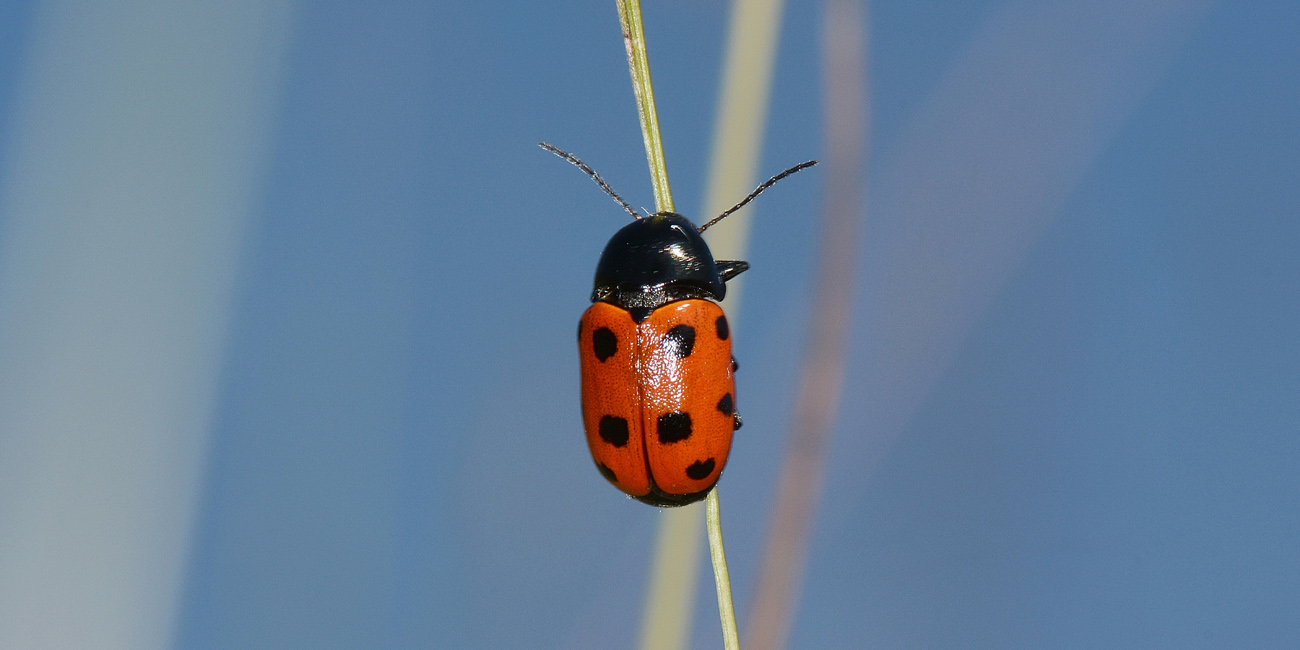 Cryptocephalus primarius? S, Chrysomelidae